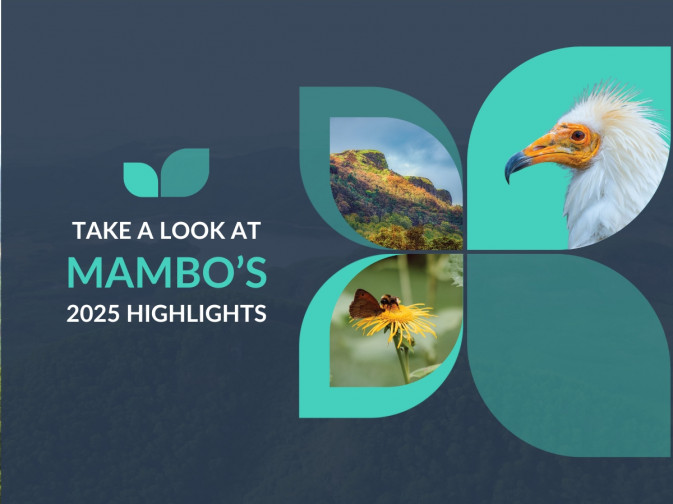 Highlights of MAMBO's year: New video recaps our 2025